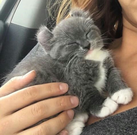 Gato de pelúcia?? íneos