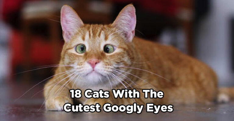 18 Pictures of Cats With the Cutest Googly Eyes – We Love Cats and