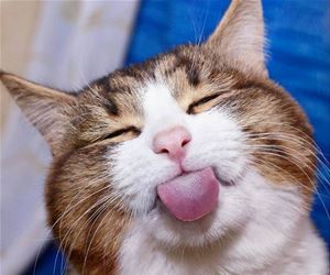 FunnyCatSite
