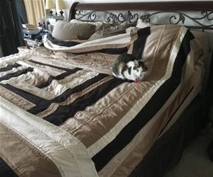 FunnyCatSite