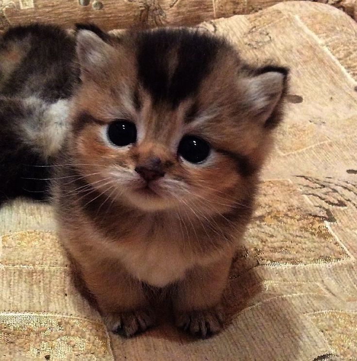 Hello I’m choosing to watch you