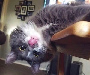 FunnyCatSite