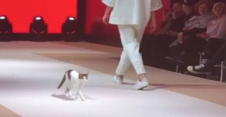 Cat Invades Fashion Show And Teaches Models How To Walk The Real