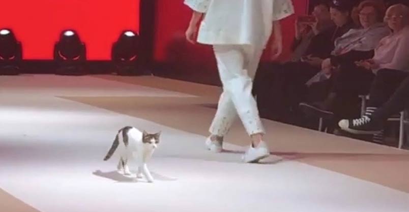 Cat Invades Fashion Show And Teaches Models How To Walk The Real