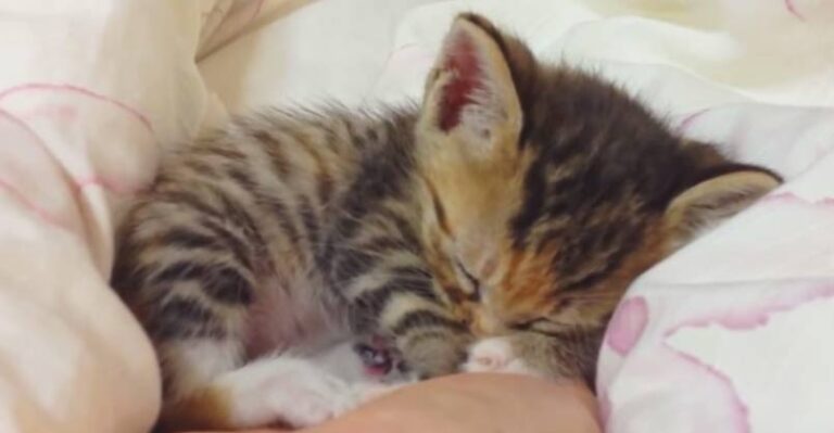 Itty Bitty Kittens Sleeping in Hands