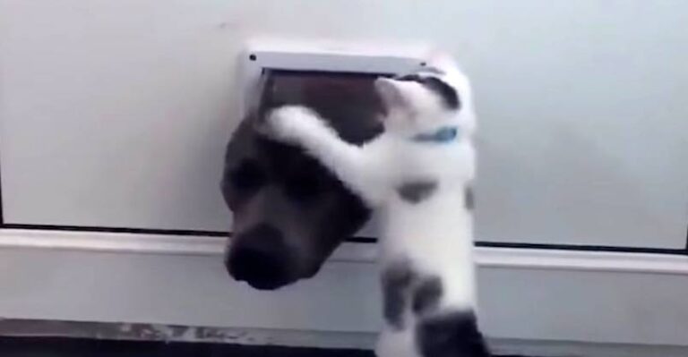 Kitten Won’t Let Dog Through Door – We Love Cats and Kittens