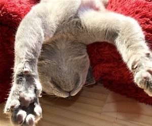 FunnyCatSite