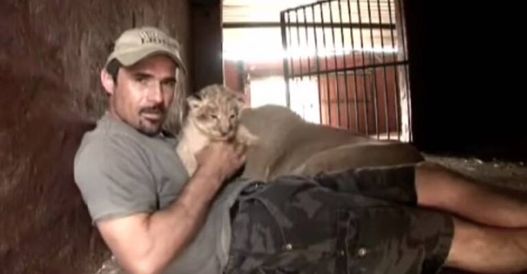 Lioness Shows Trust in Man with Her Newborn Cubs
