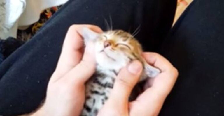 Little Yoda Gets a Loving Massage