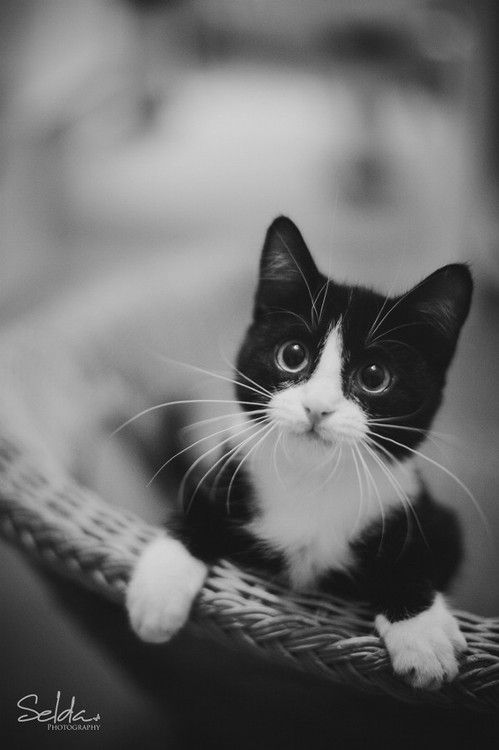 Love to the tuxedo kitties