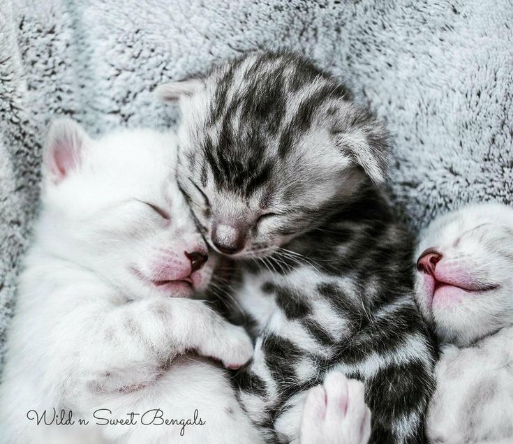 Lovely silver and snow bengal kittens ❤ See our bengal cats and