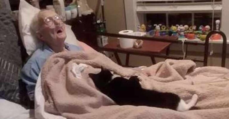 Loyal Cat Refuses To Leave Bedside Of Dying Grandma Who Raised Her –
