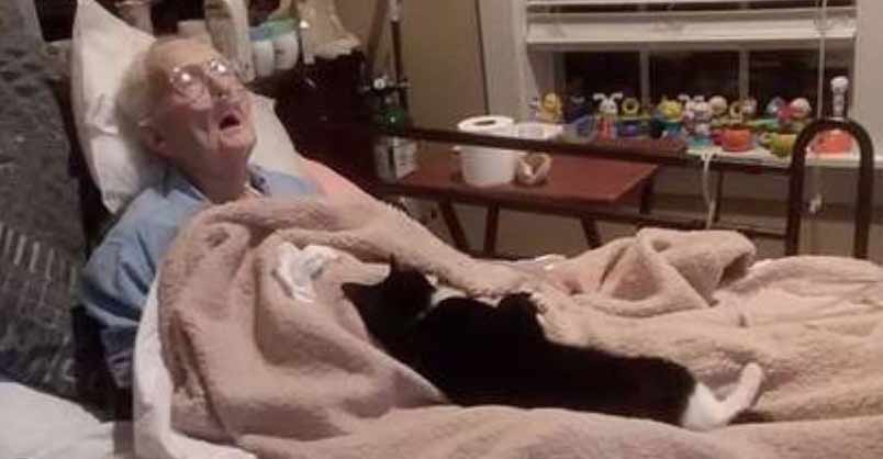 Loyal Cat Refuses To Leave Bedside Of Dying Grandma Who Raised Her –