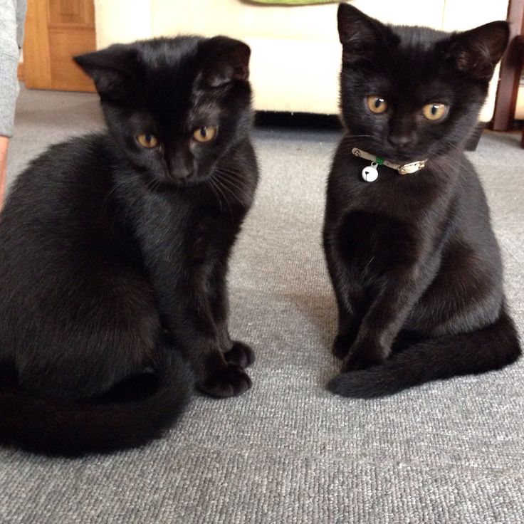 寅次郎とLucy〜☆ — Two kitty monsters, one collar with bell??? That must be