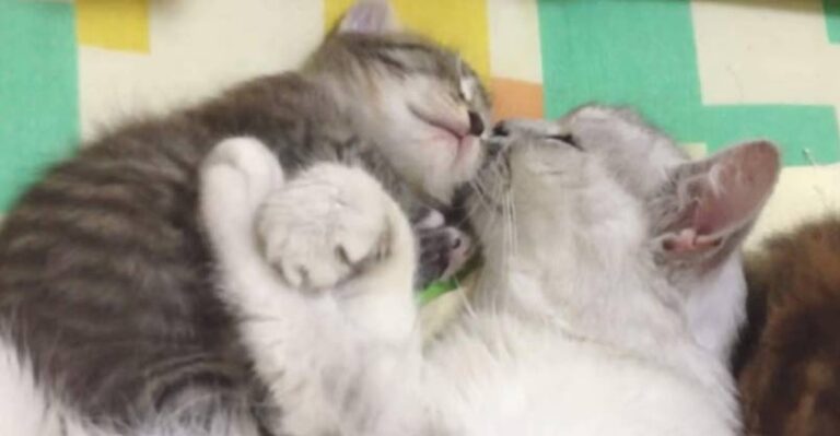 Mama Cat Loves Her Baby Soooo Much