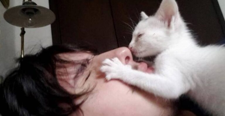 This Man Rescues a Stray Kitten, She Can’t Stop Thanking Him – We