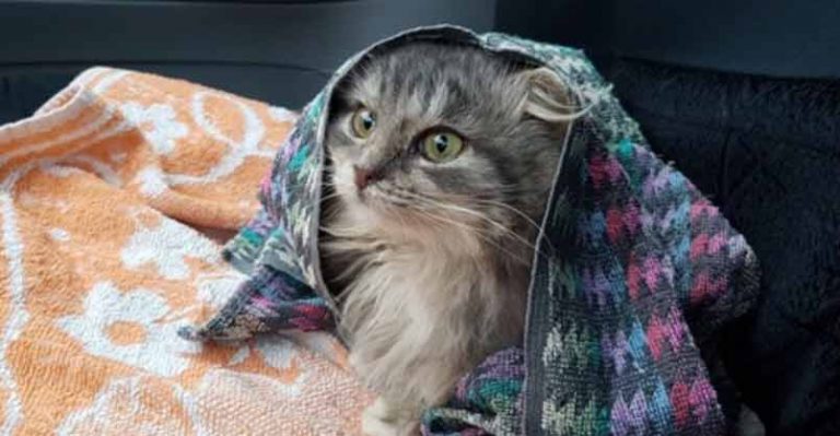 Man Saves Freezing Cat on Roadside and Becomes Her Forever Friend -