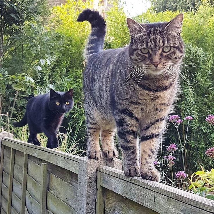 MeowMoe – he’s right behind me isn’t he. : crouchendcatclowder