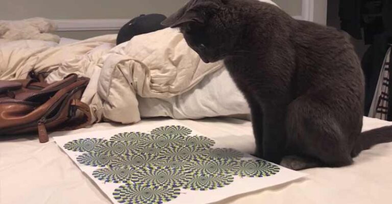 Cat Mesmerized by Optical Illusion – We Love Cats and Kittens
