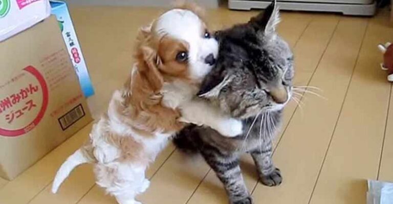 The Most Patient Cat in the World
