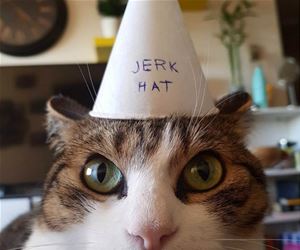 FunnyCatSite