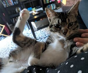 FunnyCatSite