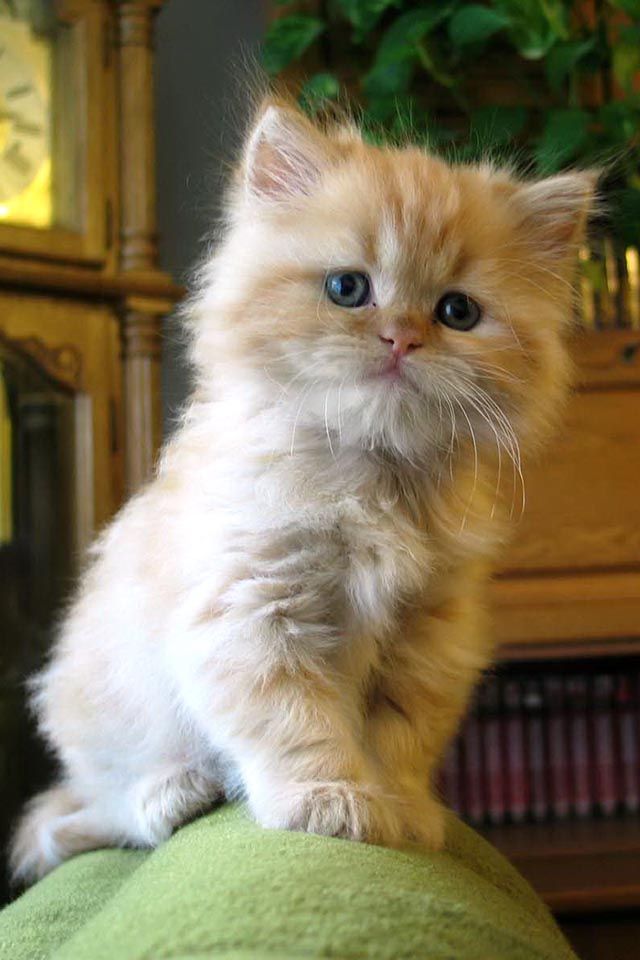 Orange kitten ~ Gato www.superstarpetservices.com