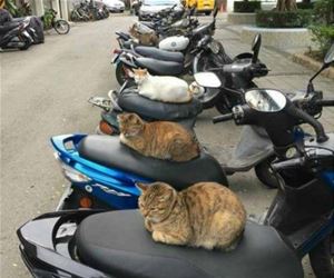 FunnyCatSite