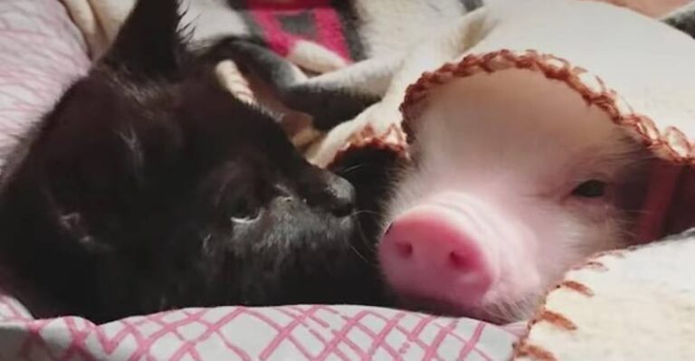 Pig Raised By Cats Thinks He’s One Of Them Now – We Love Cats and
