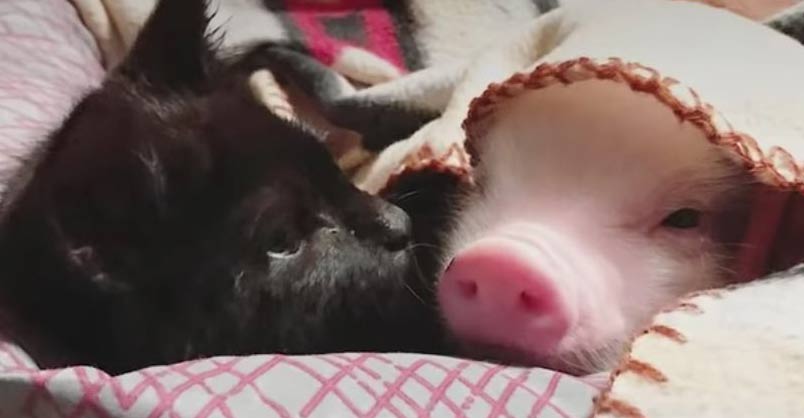 Pig Raised By Cats Thinks He’s One Of Them Now – We Love Cats and