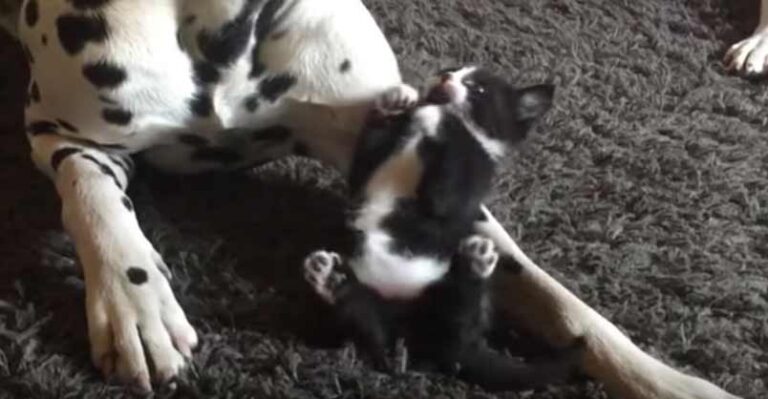 Adorable Foster Kitten Plays with Two Dalmatians