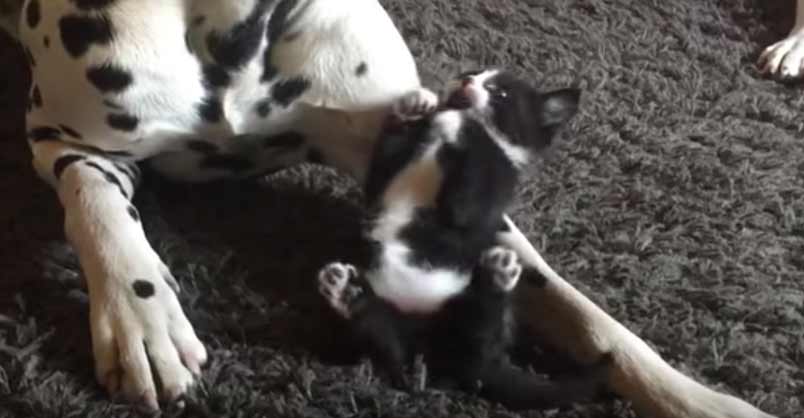 Adorable Foster Kitten Plays with Two Dalmatians