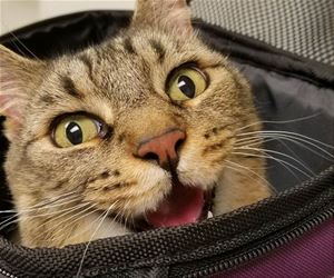 FunnyCatSite