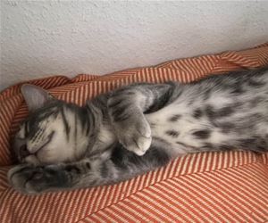 FunnyCatSite
