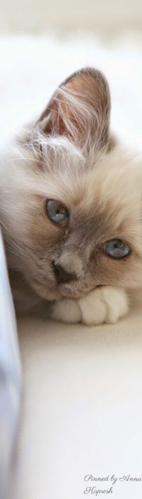Remarkable… Beautiful Unique Cat Names