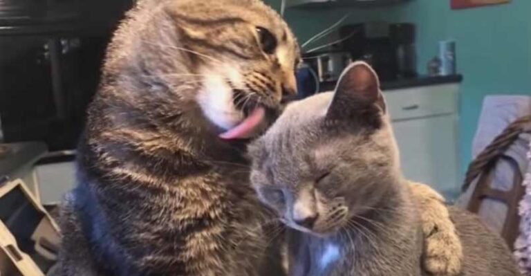 Shy Tabby Cat Completely Opens Up When He Meets This Kitten – We Love