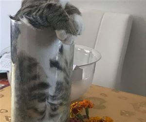 FunnyCatSite