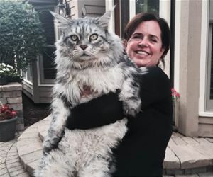 FunnyCatSite