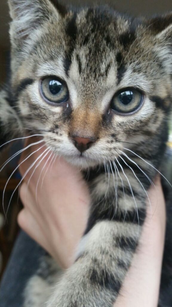 The day I met my kitty ift.tt/25Ji5El