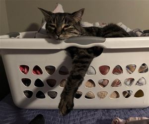 FunnyCatSite
