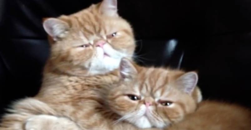 OMG! Two Brothers Show Their Affection in an Unexpected Way