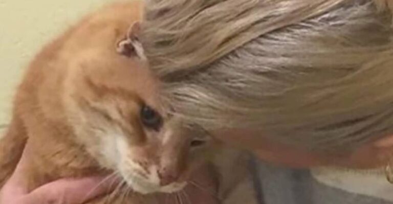 Woman Adopts Senior Cat, Then Returns For His Best Friend – We Love