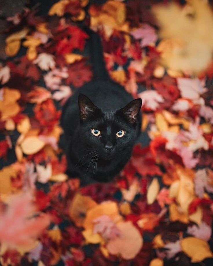 Autumnfoxe:“”