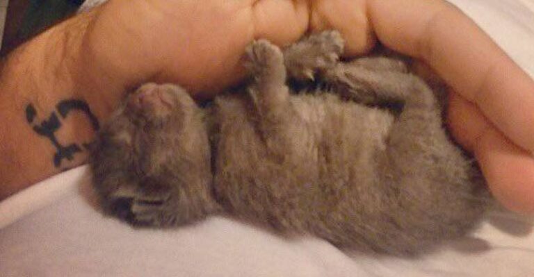 Man Saved Newborn Kitten On Rainy Night and it Changes Him Forever –
