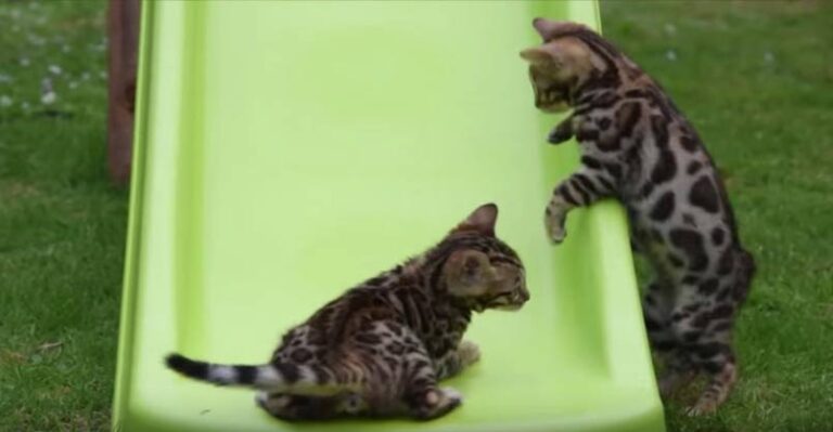 Bengal Kittens are Having Lots of Fun on a Kids Slide – We Love Cats