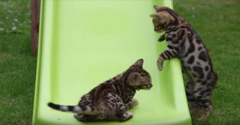 Bengal Kittens are Having Lots of Fun on a Kids Slide – We Love Cats