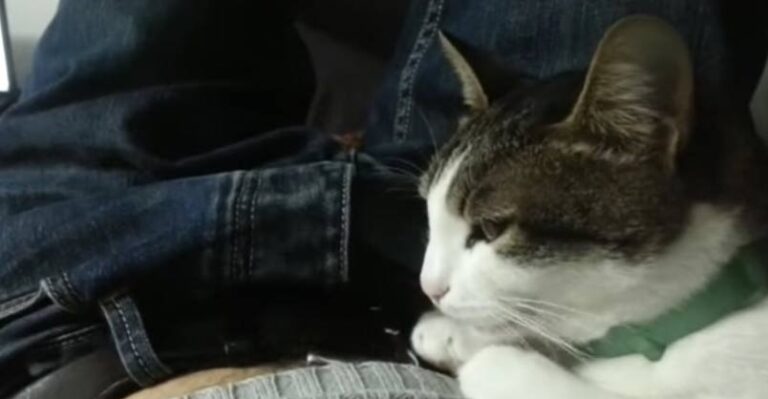 My Cat Says Bless You When I Sneeze ! – We Love Cats and Kittens