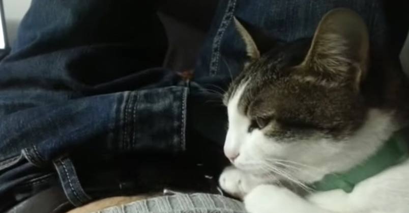 My Cat Says Bless You When I Sneeze ! – We Love Cats and Kittens