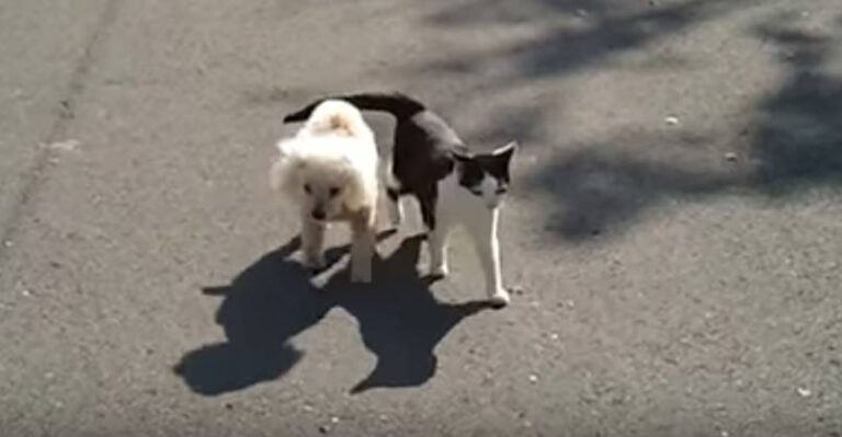 Cat Helps a Blind Dog Home Find His Way Home