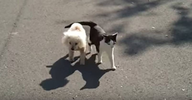 Cat Helps a Blind Dog Home Find His Way Home